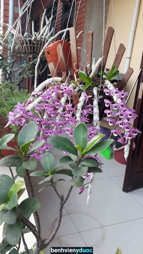 Bác sĩ Thu - Chữa bệnh trĩ, đầu rò hậu môn, trực tràng Cẩm Giàng Hải Dương