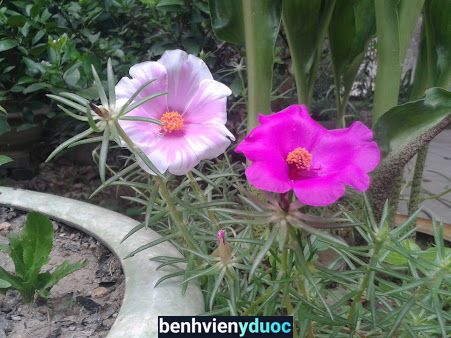 Bệnh viện Đa khoa huyện Bảo Yên Bảo Yên Lào Cai