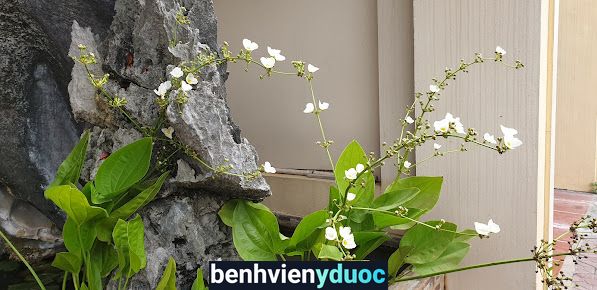 Bệnh Viện Đa Khoa Tp Lào Cai Lào Cai Lào Cai