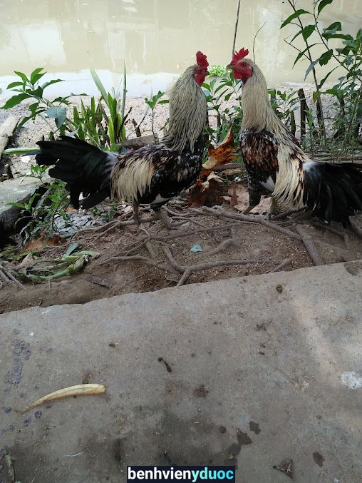 Đại Lý Thuốc Anh Huy Phong Điền Cần Thơ