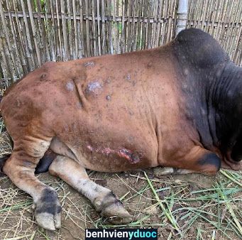 Đại Lý Thuốc Thú Y Đức Cần Thạch Hà Hà Tĩnh