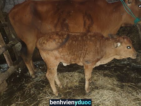 Đại Lý Thuốc Thú Y Đức Cần Thạch Hà Hà Tĩnh