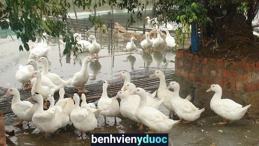 Đại Lý Thuốc Thú Y Ngọc Trung Bà Rịa Bà Rịa - Vũng Tàu
