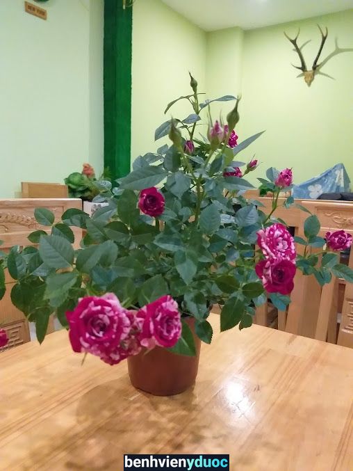 Dalat Flower hotel & spa Đà Lạt Lâm Đồng