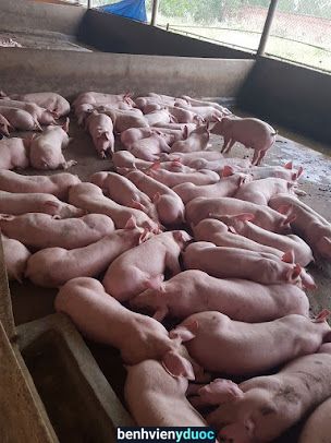 DỊCH VỤ CHĂN NUÔI - THÚ Y HOÀNG MẠNH TOÀN Triệu Sơn Thanh Hóa