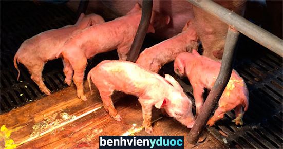 DỊCH VỤ CHĂN NUÔI - THÚ Y HOÀNG MẠNH TOÀN Triệu Sơn Thanh Hóa