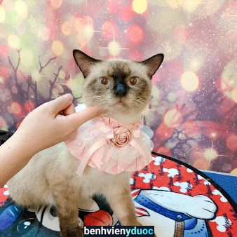 DREAM PET'S ( Spa & Store for Pet ) Quy Nhơn Bình Định