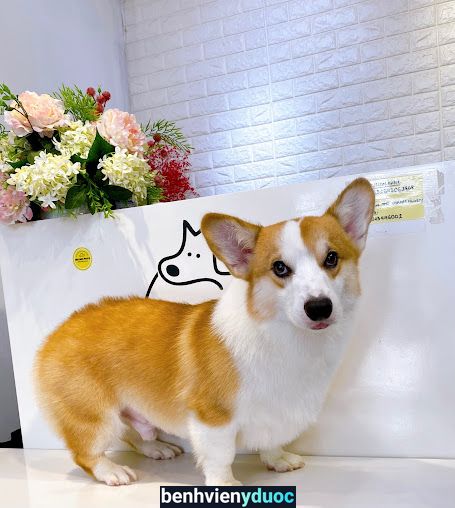 HUYEN PET SPA Hoàng Mai Hà Nội