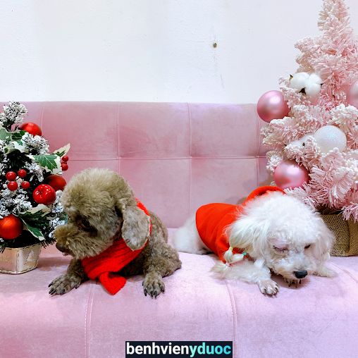 HUYEN PET SPA Hoàng Mai Hà Nội