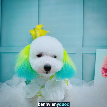 MiMi Pet Spa Đà Lạt Đà Lạt Lâm Đồng