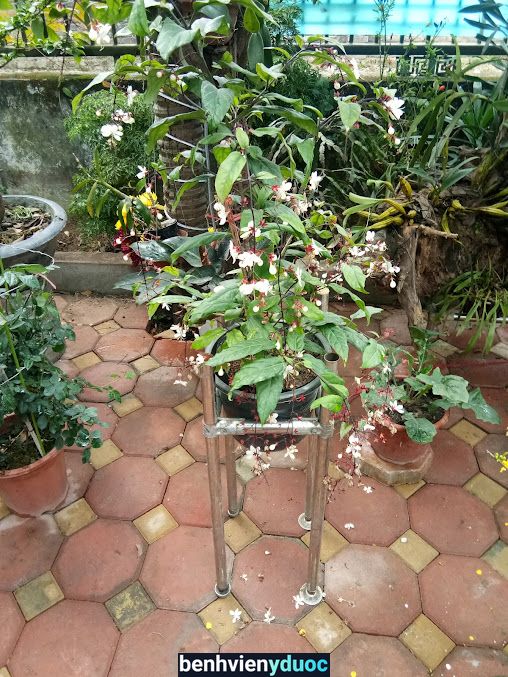 Nhà Thuốc Tuyết Thanh Sóc Sơn Hà Nội