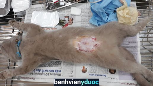 Nha Trang Vet Clinic (Phòng khám Thú y BS Khiên) Nha Trang Khánh Hòa