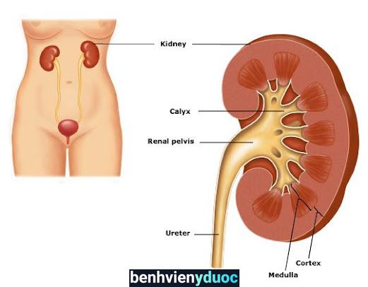 Phòng khám Ngoại Tiết Niệu - Nam Khoa bệnh viện Xuyên Á Tây Ninh Gò Dầu Tây Ninh