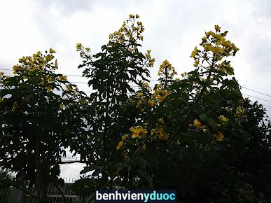 Phòng khám nhi BS Mậu 12 Hồ Chí Minh