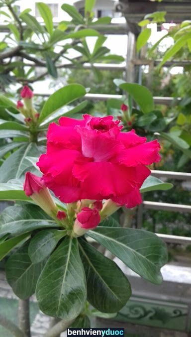 PHÒNG KHÁM NỘI -NHI – BS CKI. ĐỖ VIỆT HÙNG Dĩ An Bình Dương