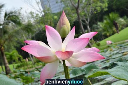 Phòng Khám Tâm Lý - Tâm Thần Kinh ANH THY Thủ Dầu Một Bình Dương
