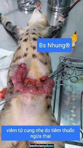 PHÒNG KHÁM THÚ Y - BÁC SĨ NHUNG Bình Chánh Hồ Chí Minh