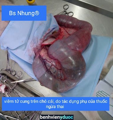 PHÒNG KHÁM THÚ Y - BÁC SĨ NHUNG Bình Chánh Hồ Chí Minh