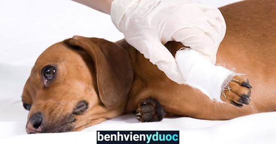 Phòng khám thú y bác sỹ Lục