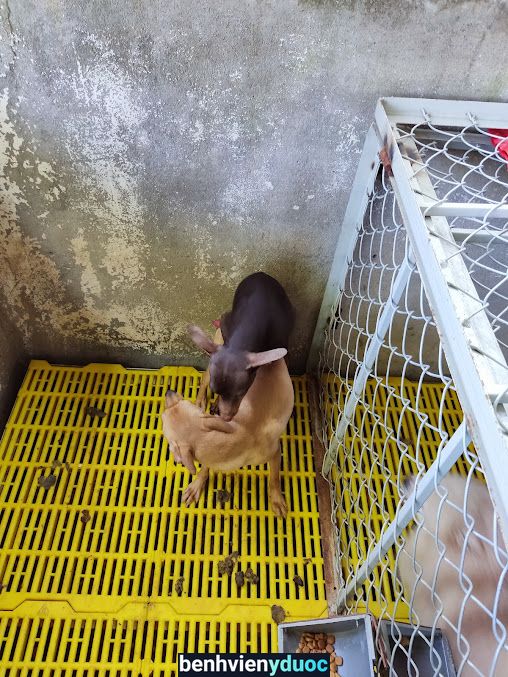 Phòng Khám thú y HOAITHUONG PET Tân Phú Đồng Nai