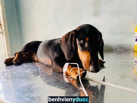 Phòng Khám Thú Y Hữu Phước ( HP Pet ) Bến Cát Bình Dương