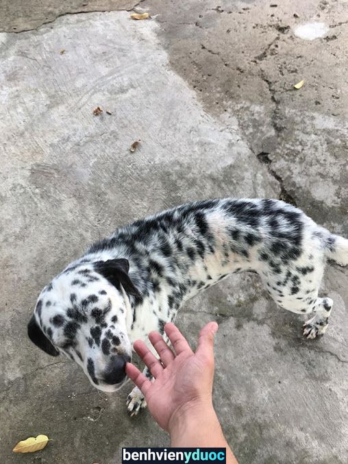 Phòng Khám Thú Y Hữu Phước ( HP Pet ) Bến Cát Bình Dương