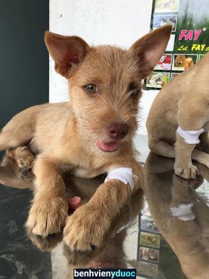 Phòng Khám Thú Y Hữu Phước ( HP Pet ) Bến Cát Bình Dương