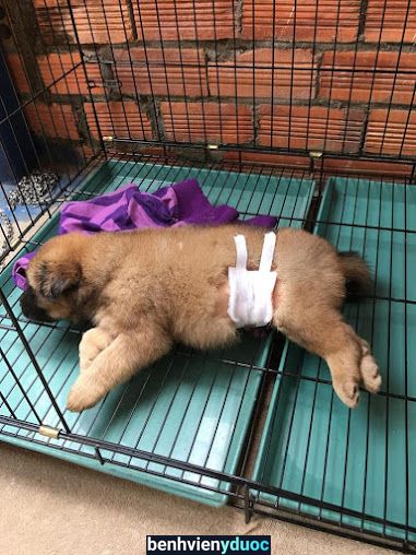 Phòng Khám Thú Y Hữu Phước ( HP Pet ) Bến Cát Bình Dương