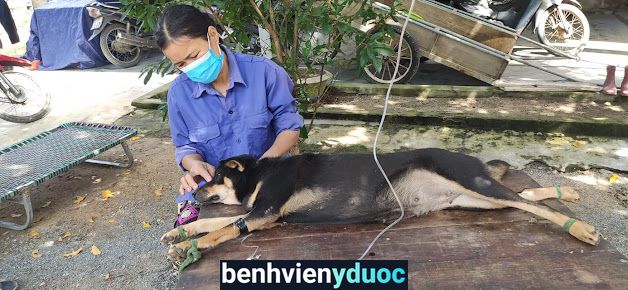 Phòng Khám Thú Y Kỳ Anh - Hà Tĩnh Kỳ Anh Hà Tĩnh