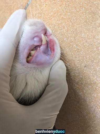 Phòng khám thú y Sunnypet Diễn Châu Nghệ An