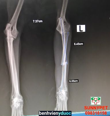 Phòng khám thú y Sunnypet Diễn Châu Nghệ An