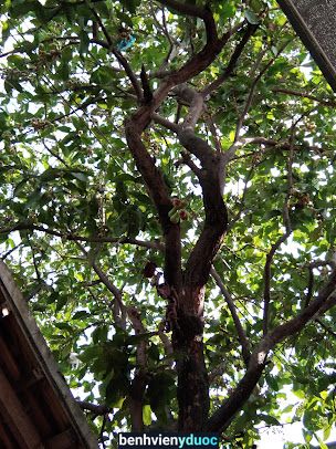 Quầy Thuốc Phúc Hiền Long Thành Đồng Nai