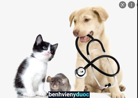 Thú Y CHÓ MÈO Khu Vực Cam Lâm, Khánh Hòa ( Nhận điều trị tại phòng khám và điều trị tại nhà khách ) Cam Lâm Khánh Hòa
