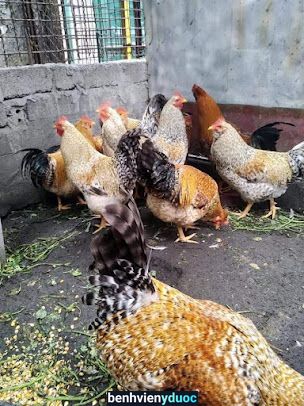 Thú y Hoàng Sỹ thăng Ngọc Lặc Thanh Hóa