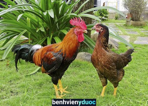 Thuốc thú y Hương Lực Ba Vì Hà Nội