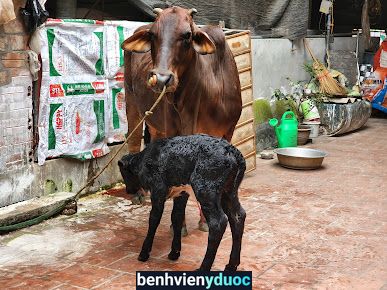 Tiến Đạt bác sĩ thú y Ba Vì Hà Nội