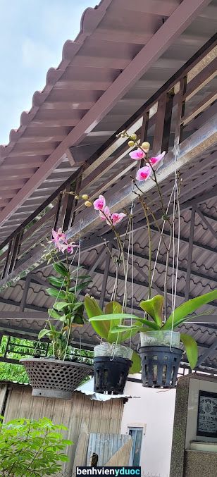 Trung Tâm Y Tế Huyện Phú Tân Phú Tân An Giang