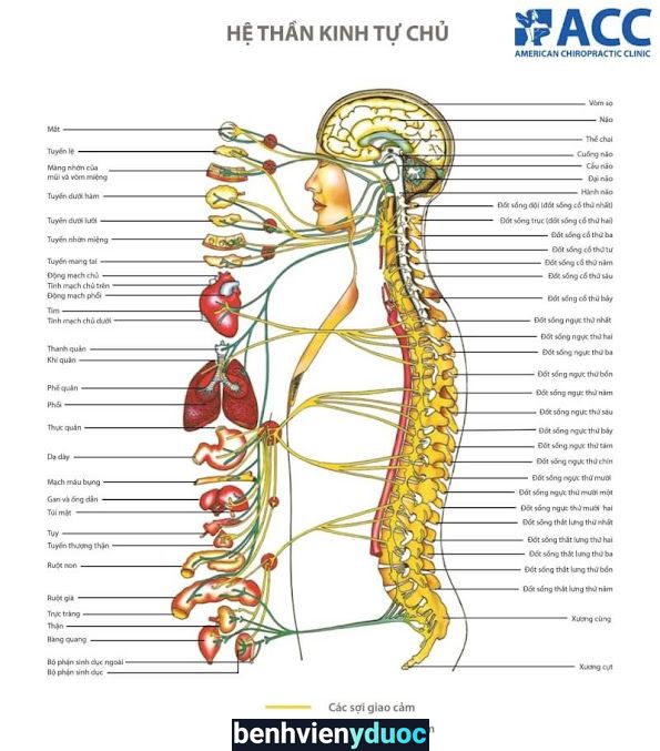 VẬT LÝ TRỊ LIỆU CHIROPRACTIC (PK LÊ HUY) Vị Thanh Hậu Giang